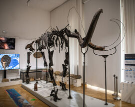 Slovenian Museum of Natural History