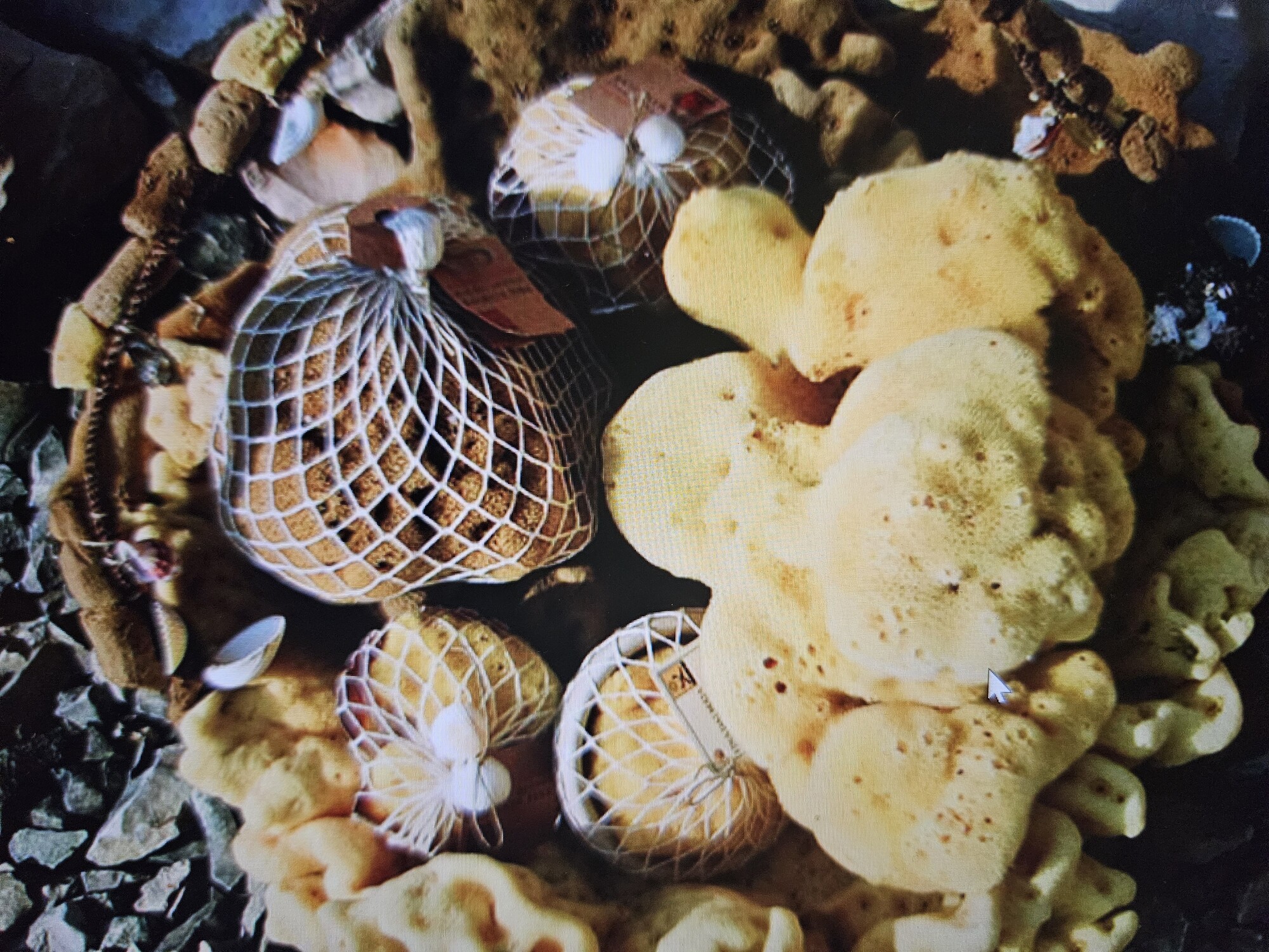 Gallery of Sponges