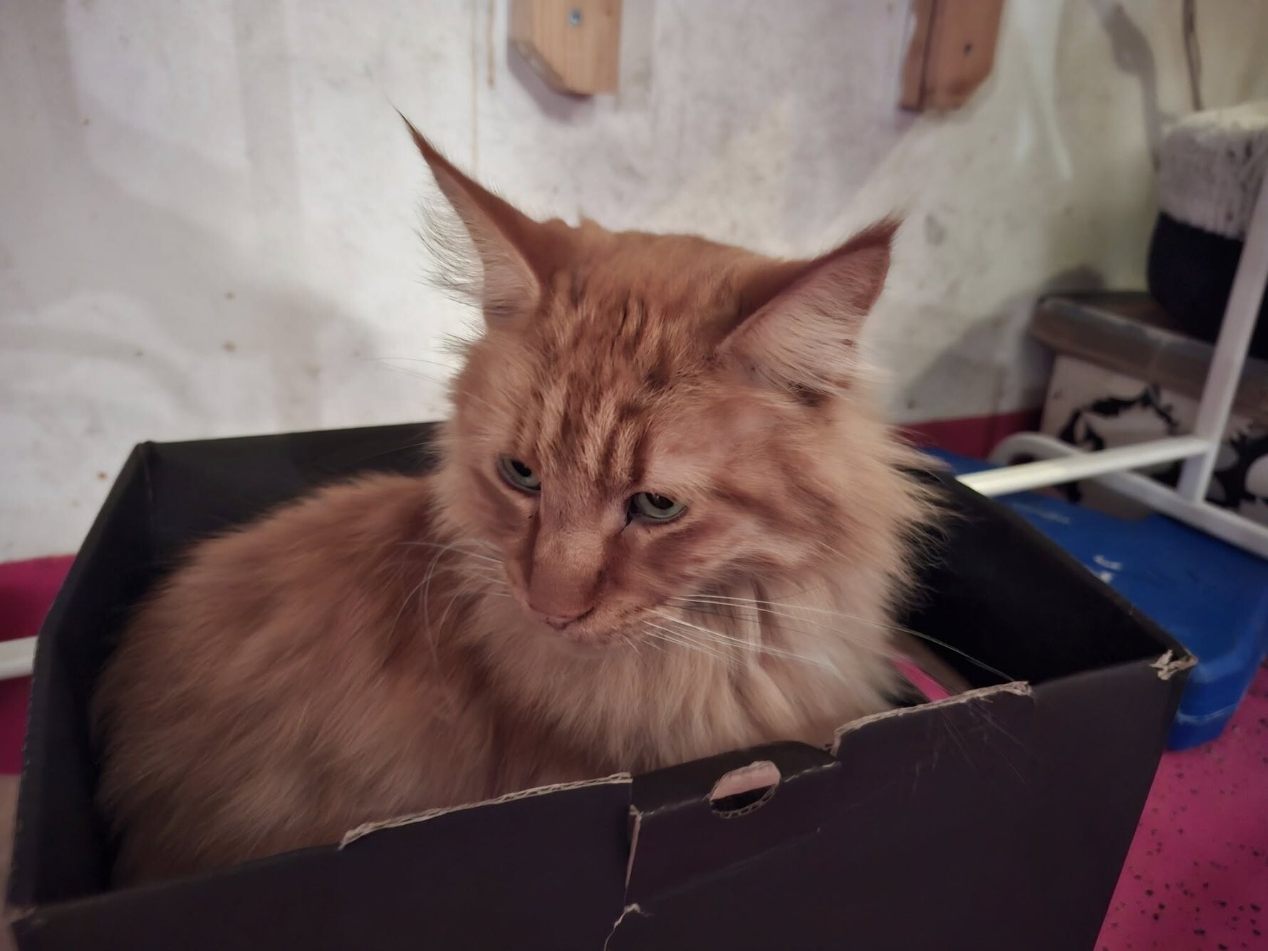 Cat Caffe