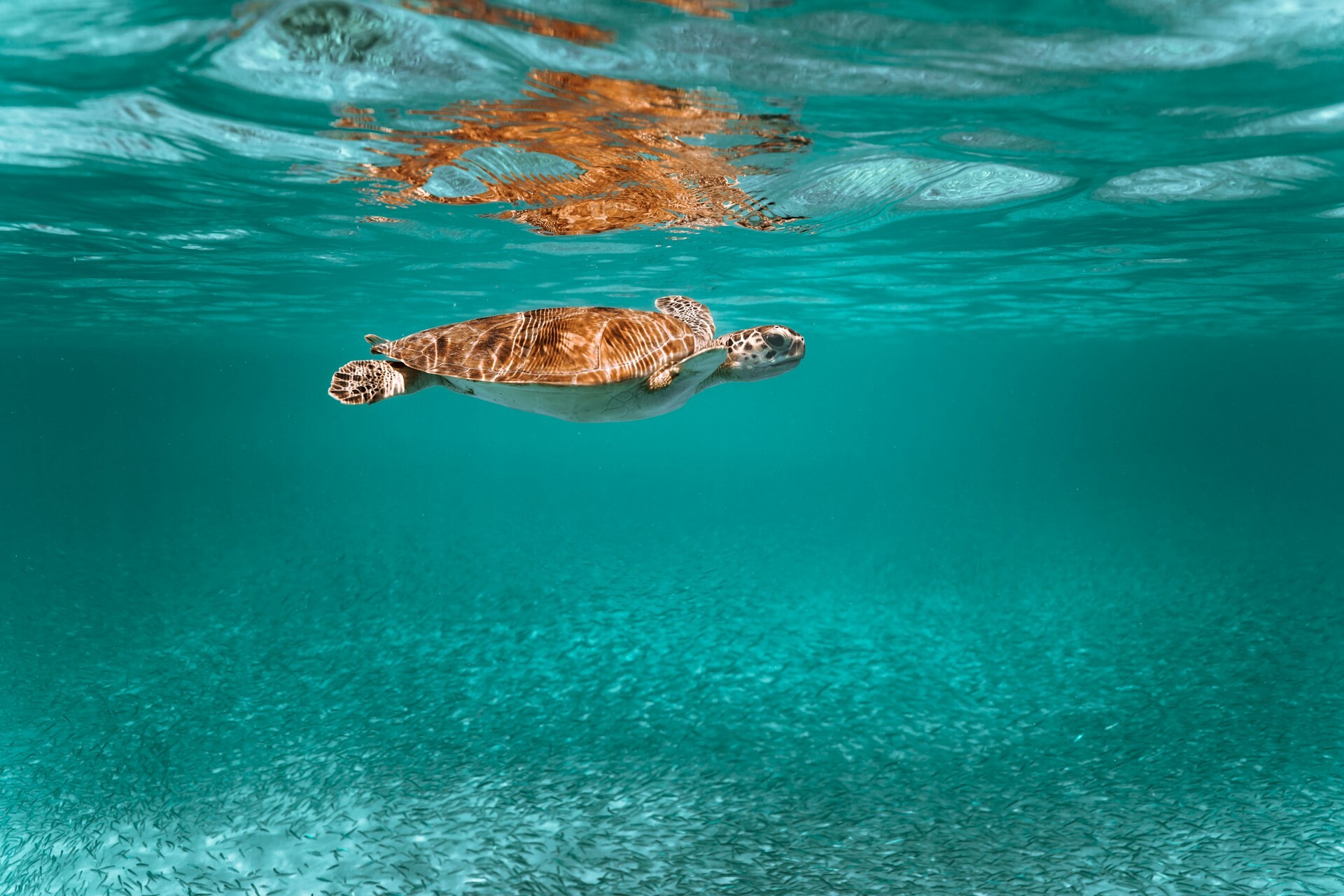 Aruba vs Bonaire vs Curaçao: Which ABC Island Should You Visit?