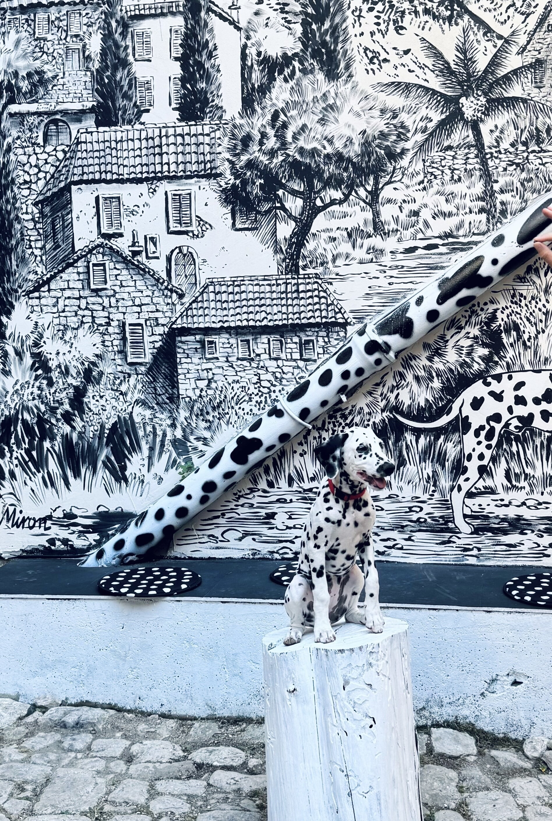 Home of the Dalmatian Dog