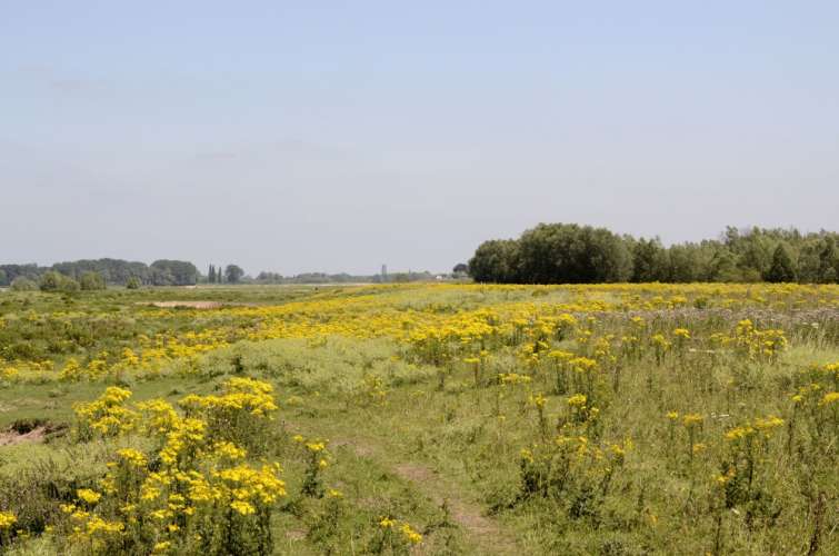De Breemwaard