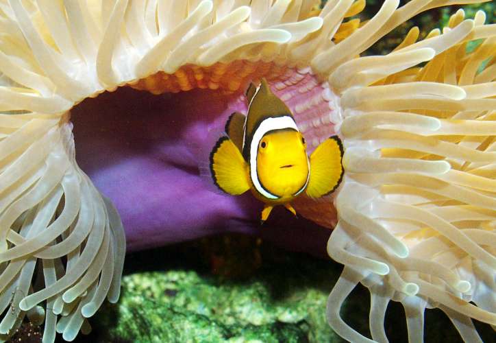 Sea Life