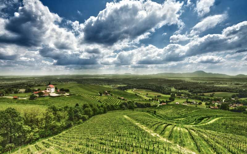 Vinogradništvo Frešer