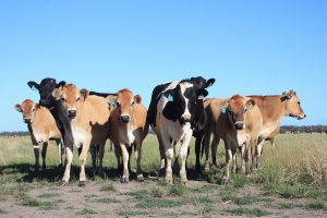 Kaas- en zuivelboerderij De Run