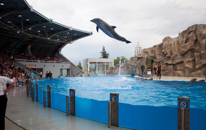 Dolphinarium | Batumi Sightseeing | Batumi