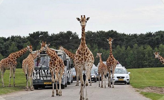 safari dieren nederland