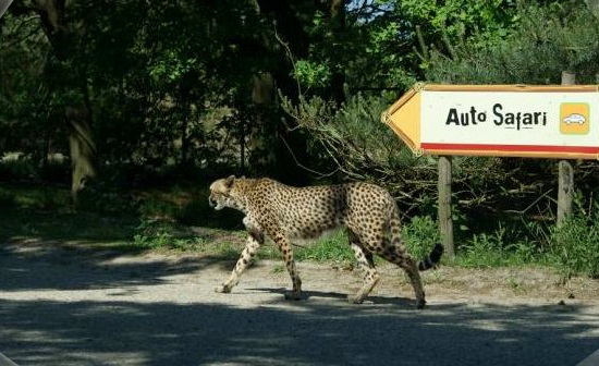 zoo safari tilburg