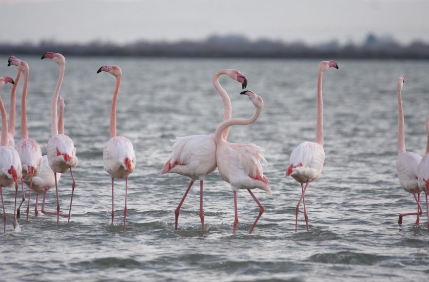 Molentargius Saline Nature Park (Parco Naturale Regionale Molentargius Saline)
