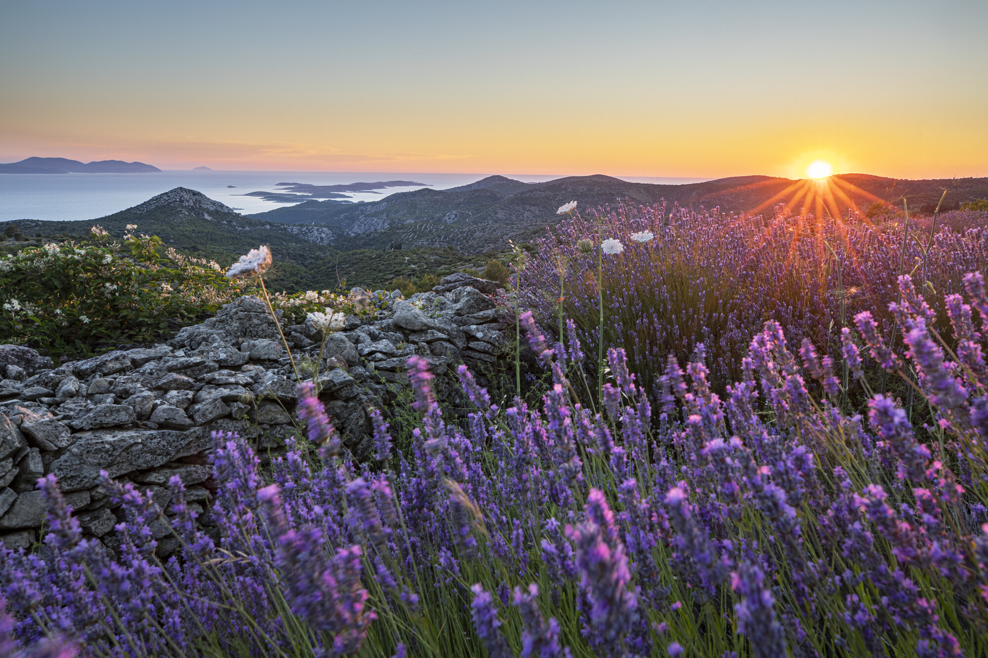 Lavender on Hvar Island