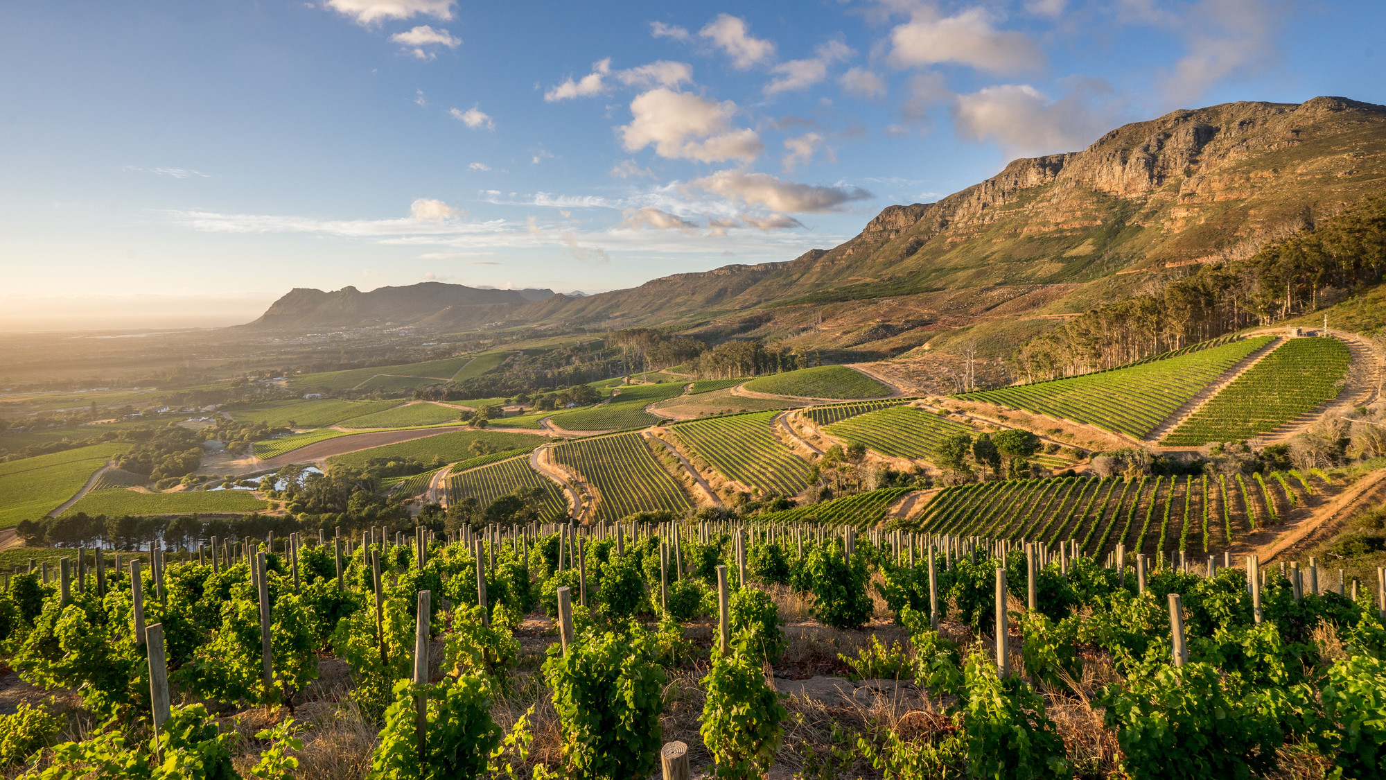 Great wines to try from Constantia Wine Route