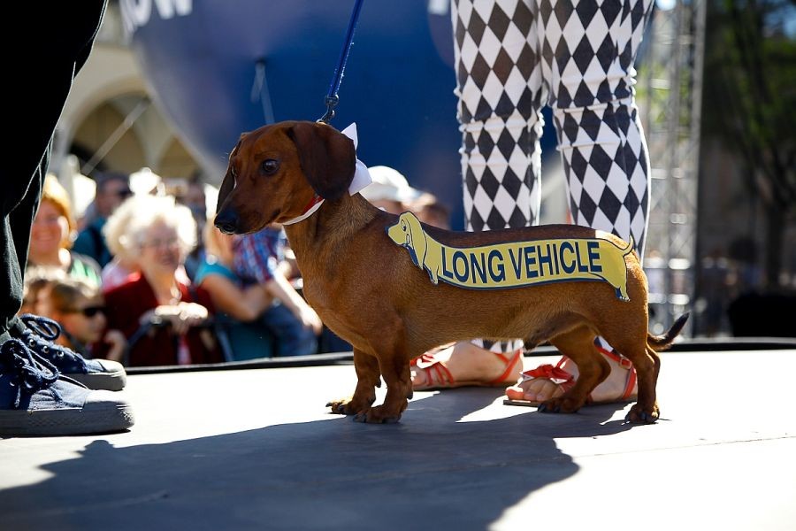 Kraków’s Dachshund Parade March of the Wiener Dogs
