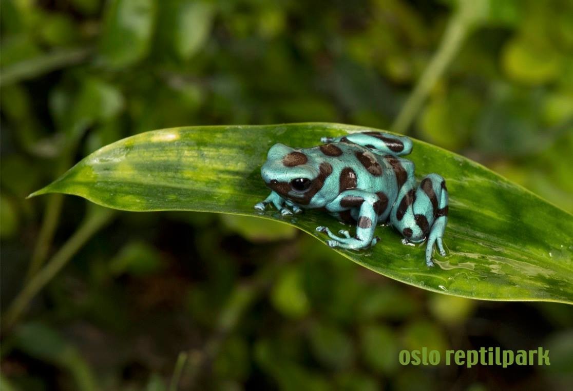 Oslo Reptile Park Kids & Families Oslo