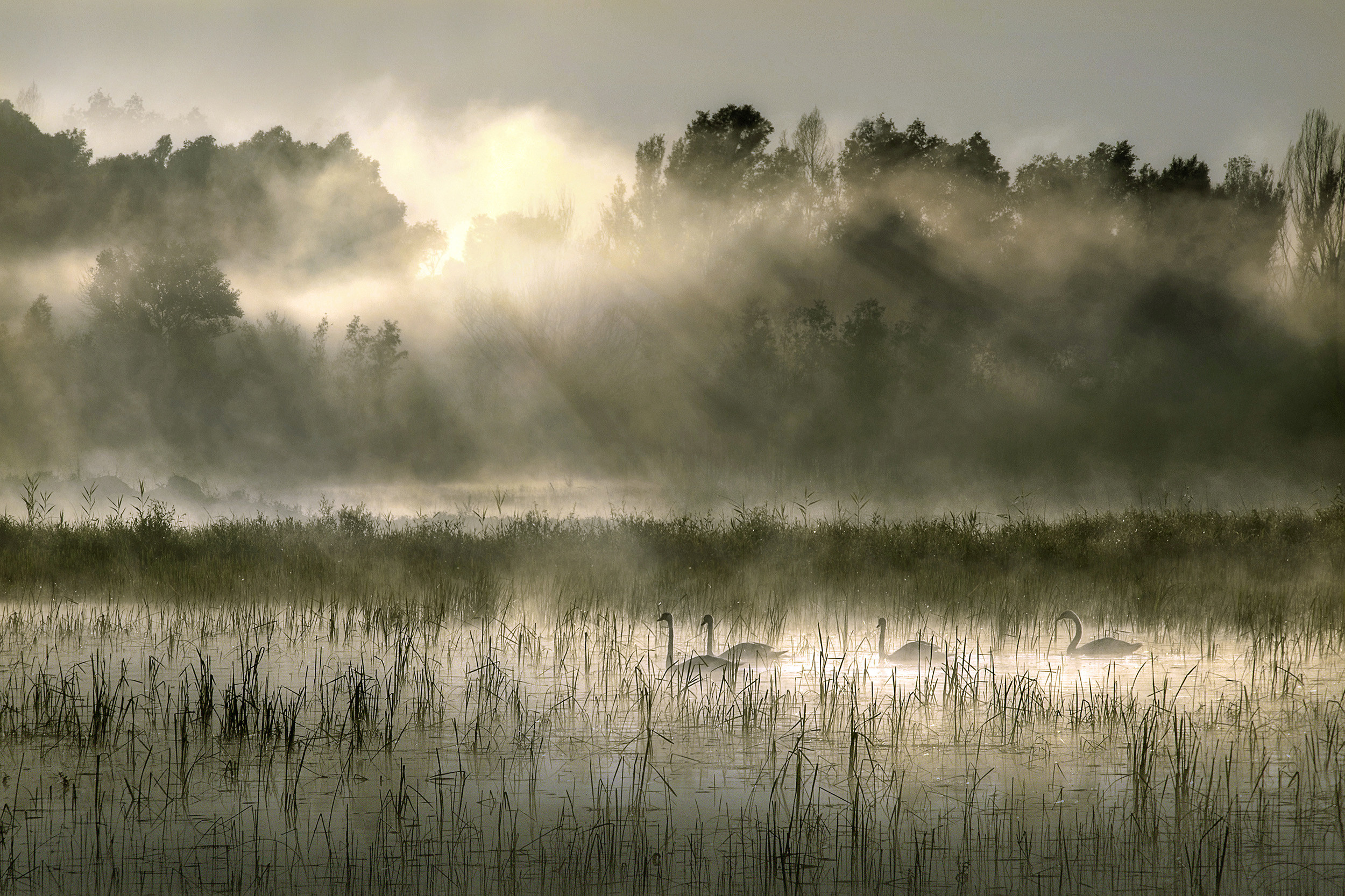 Kopački rit Nature Park (Park prirode Kopački rit)