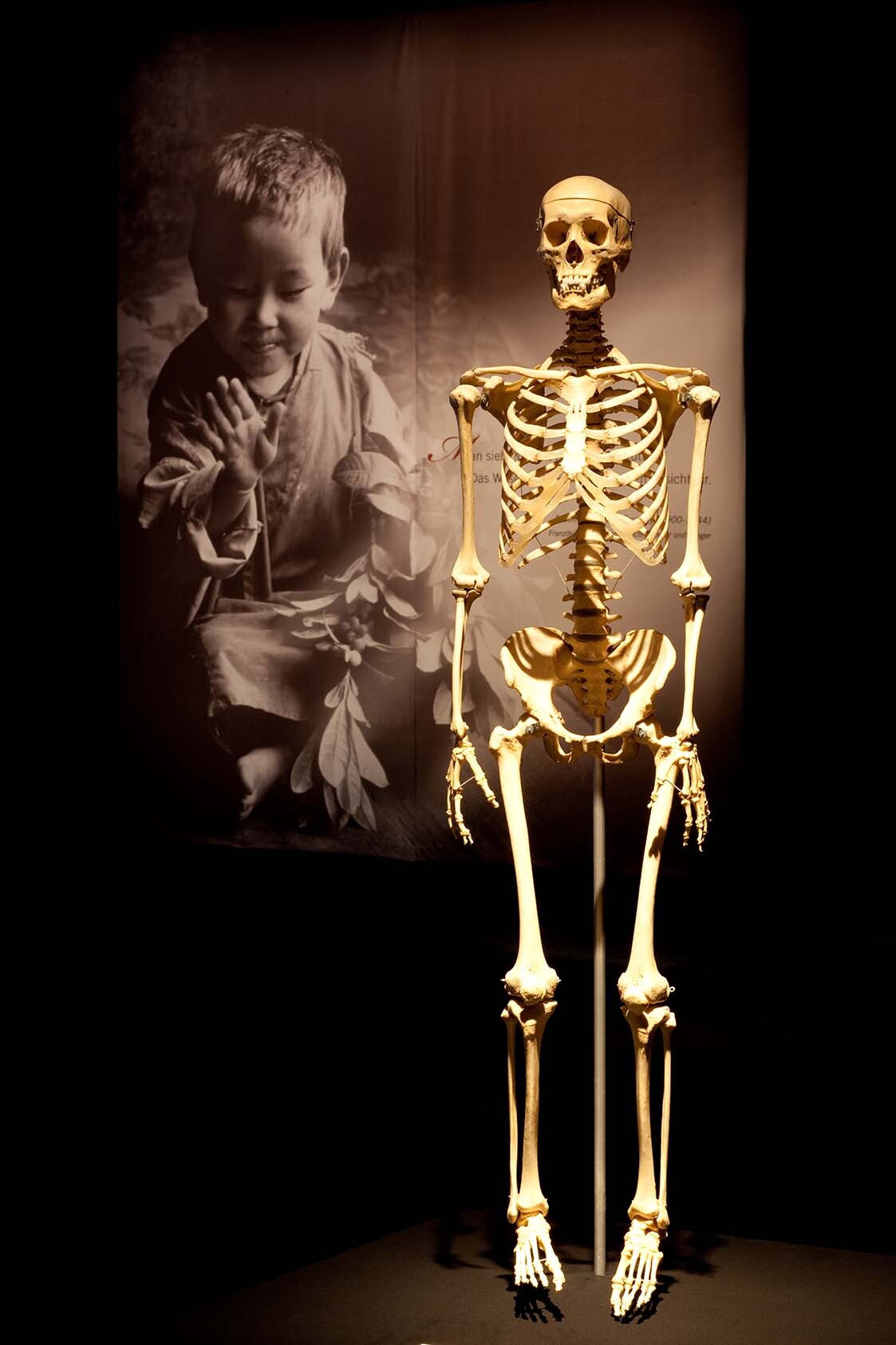 Body Worlds Vital