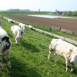 Bommelerwaard (Nederlands)
