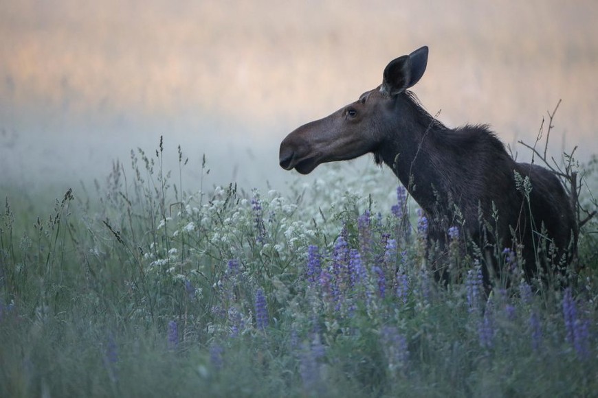 Kęstutis Čepėnas - Nature and its Protection