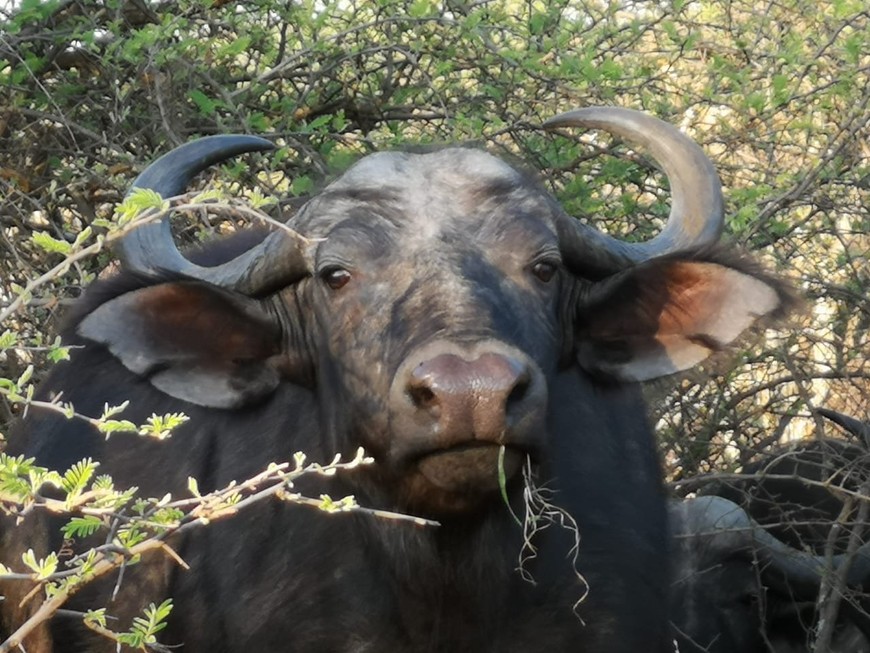 A buffalo at Dinokeng, one of the Big 5