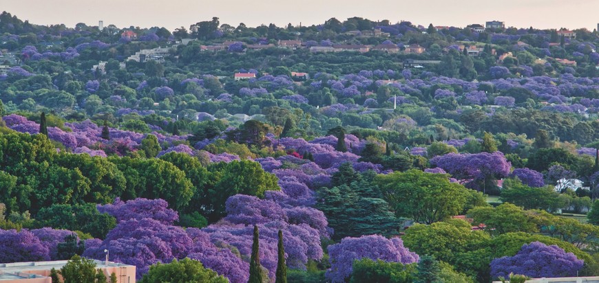 Jacarandas in Joburg