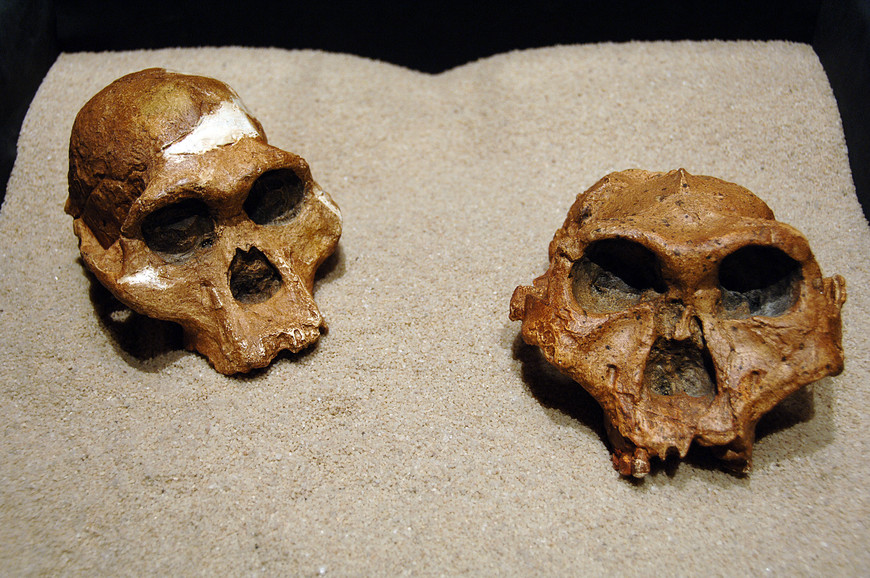 Hominid fossils at Origins Centre in Johannesburg