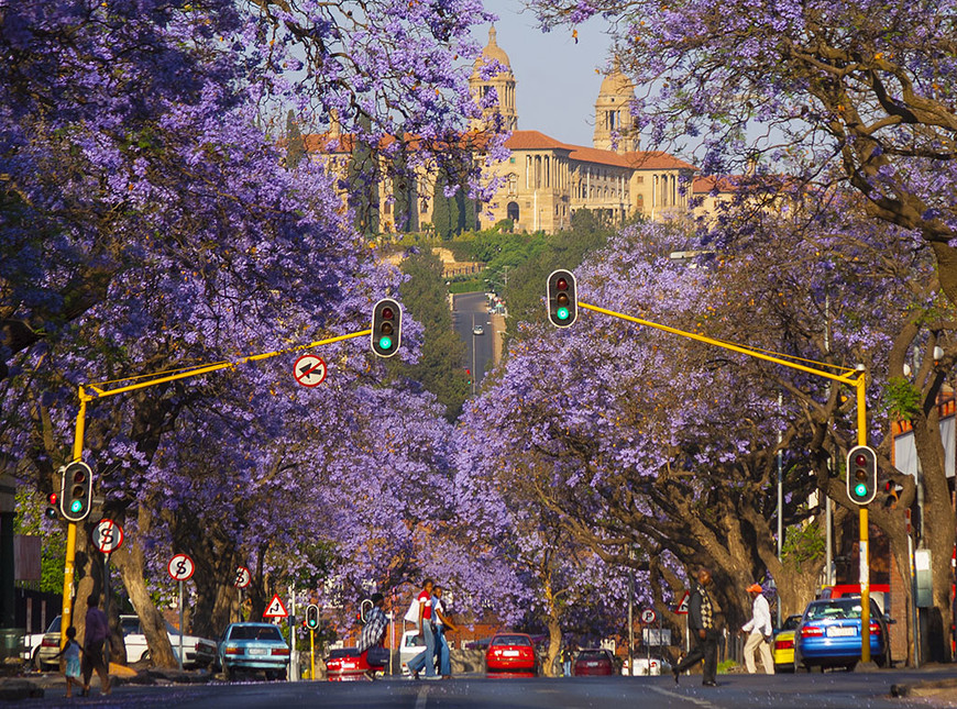 Jacaranda trees and the Union Buildings in Pretoria