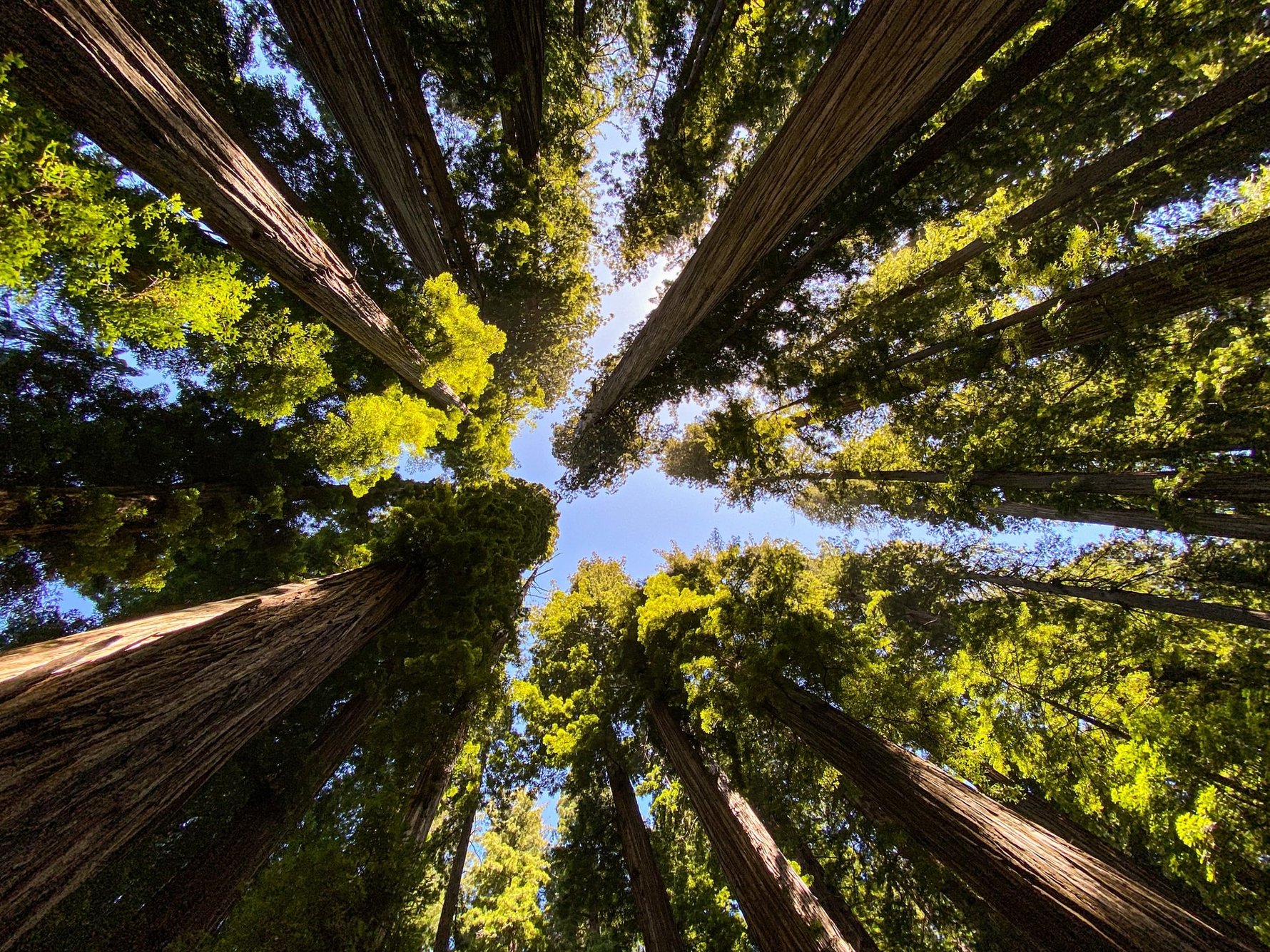 Visit the National Parks of California with an ESTA Visa - Redwood National Park by emma-watson-unsplash