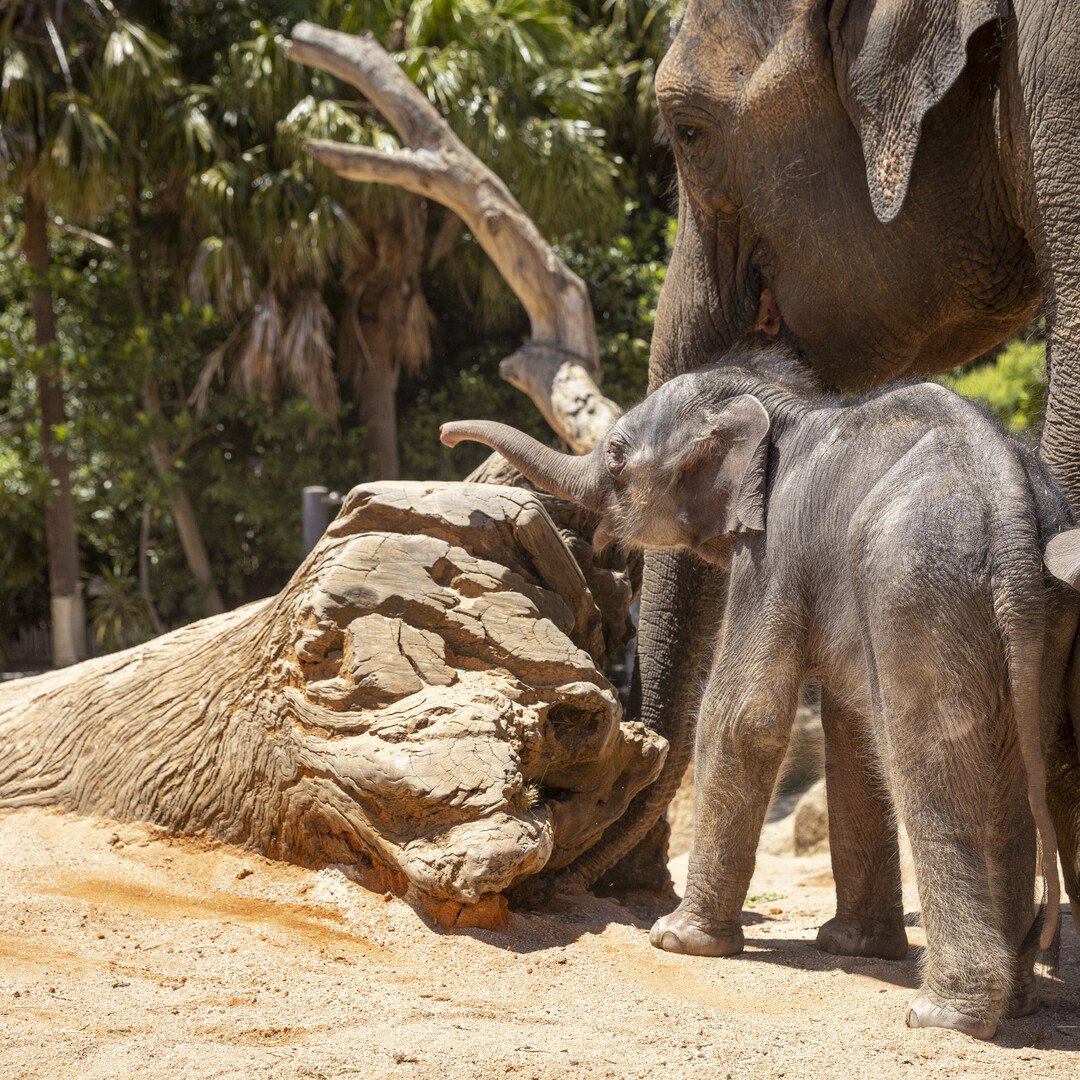Melbourne Zoo © Zoos Victoria/ FB