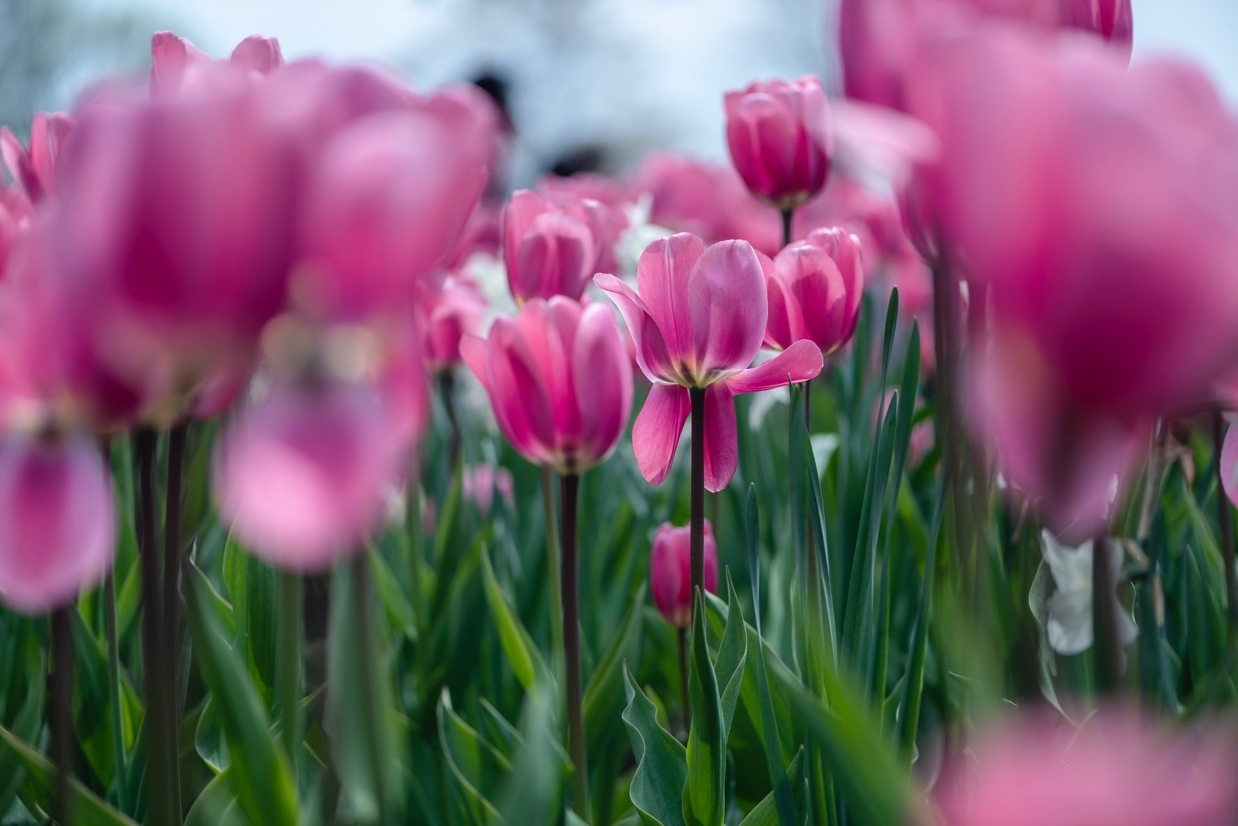Places in the World for Stunning Flowers - Canadian Tulip Festival © Meng Ji / Unsplash