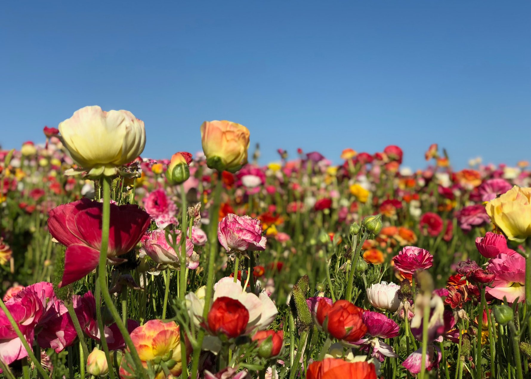 pexels-maria-Places in the World for Stunning Flowers - Carlsbad Flower Fields © Renee Fisher / Unsplashorlova-4916148