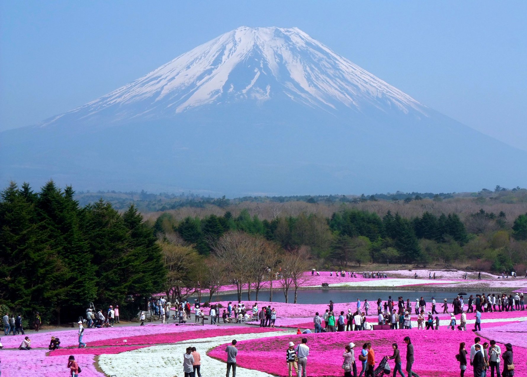 Places in the World for Stunning Flowers - Fuji Shibazakura Flower Festival © Huitze / Flickr