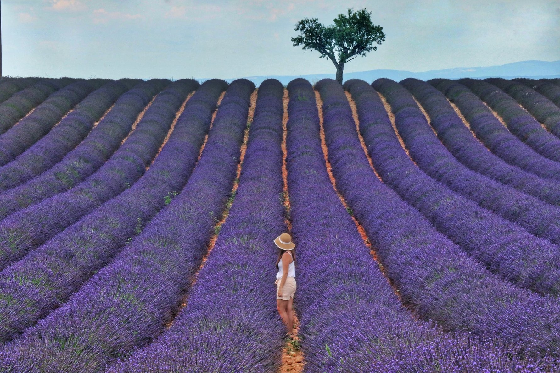 Places in the World for Stunning Flowers - Lavender of Provence, France © Baraa Jalahej / Unsplash
