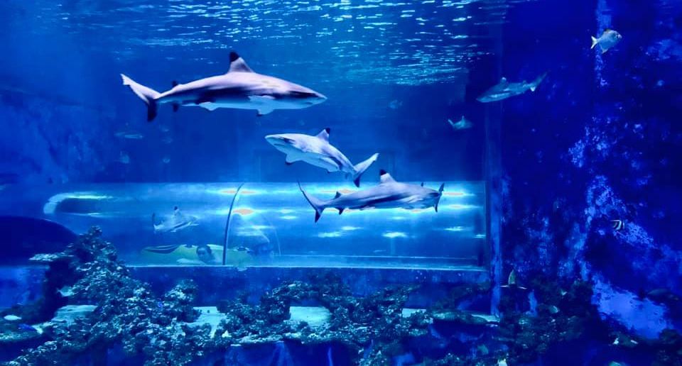 Shark Tube at Aquapark in Reda