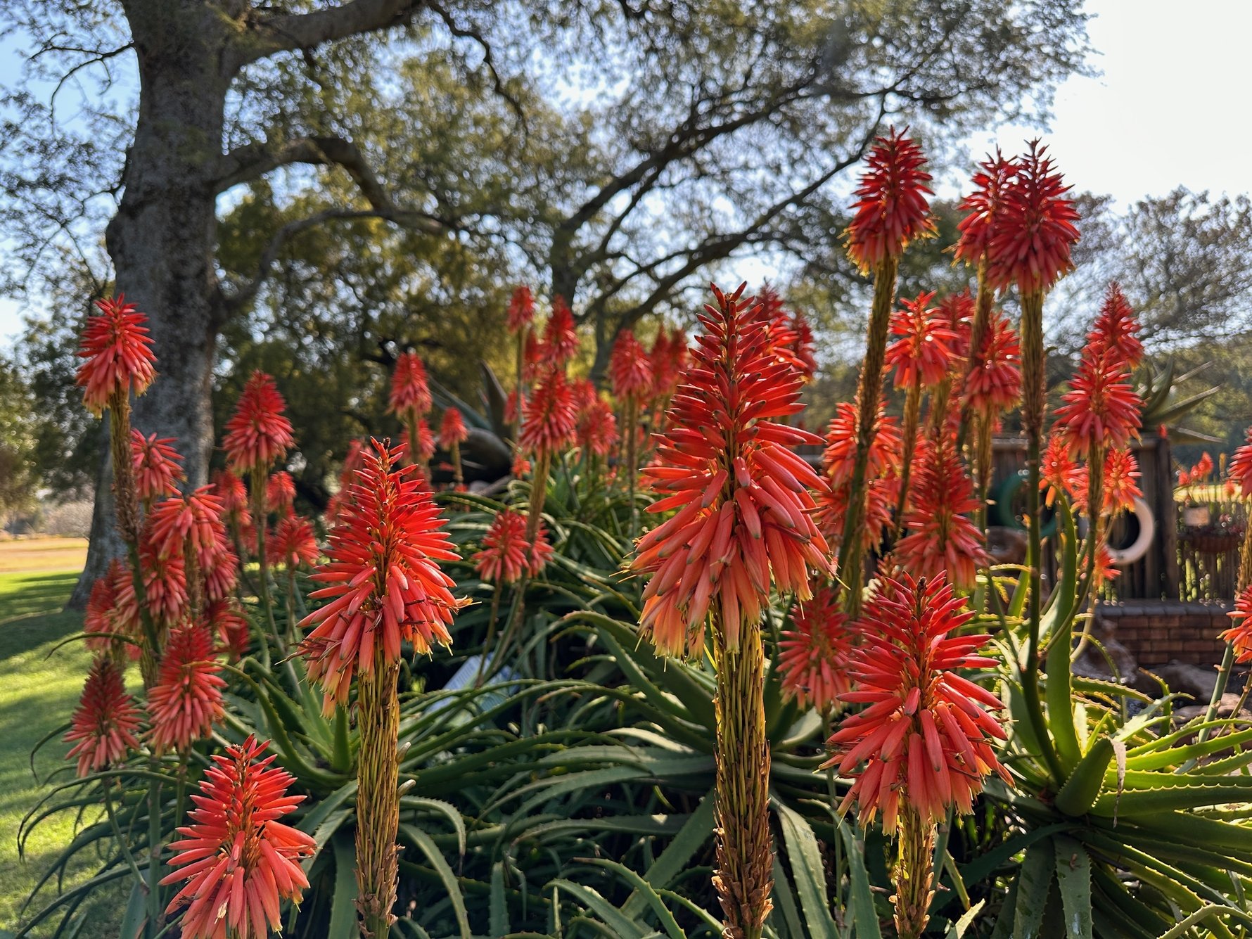 Pretoria National Botanical Garden SANBI JIYP