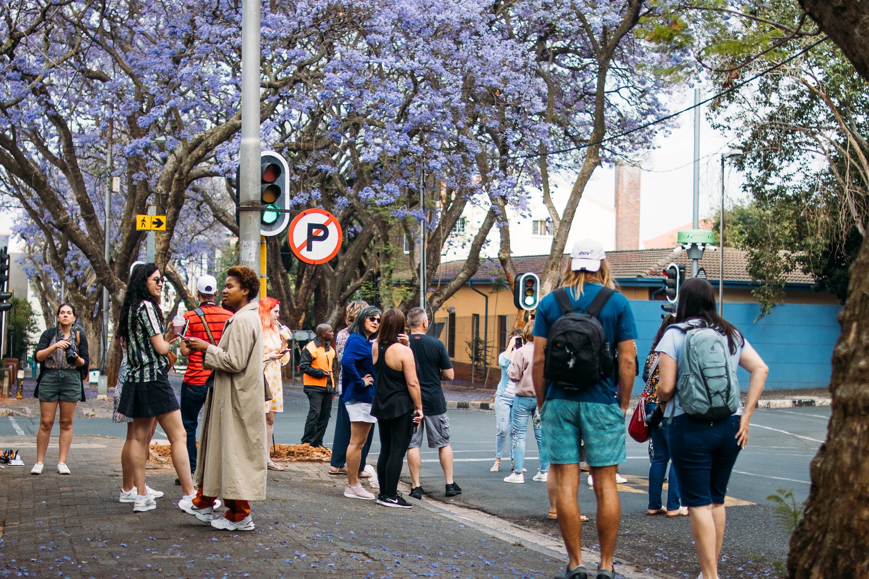 Jacaranda trees in Rosebank. Photo by Marc Herve. 