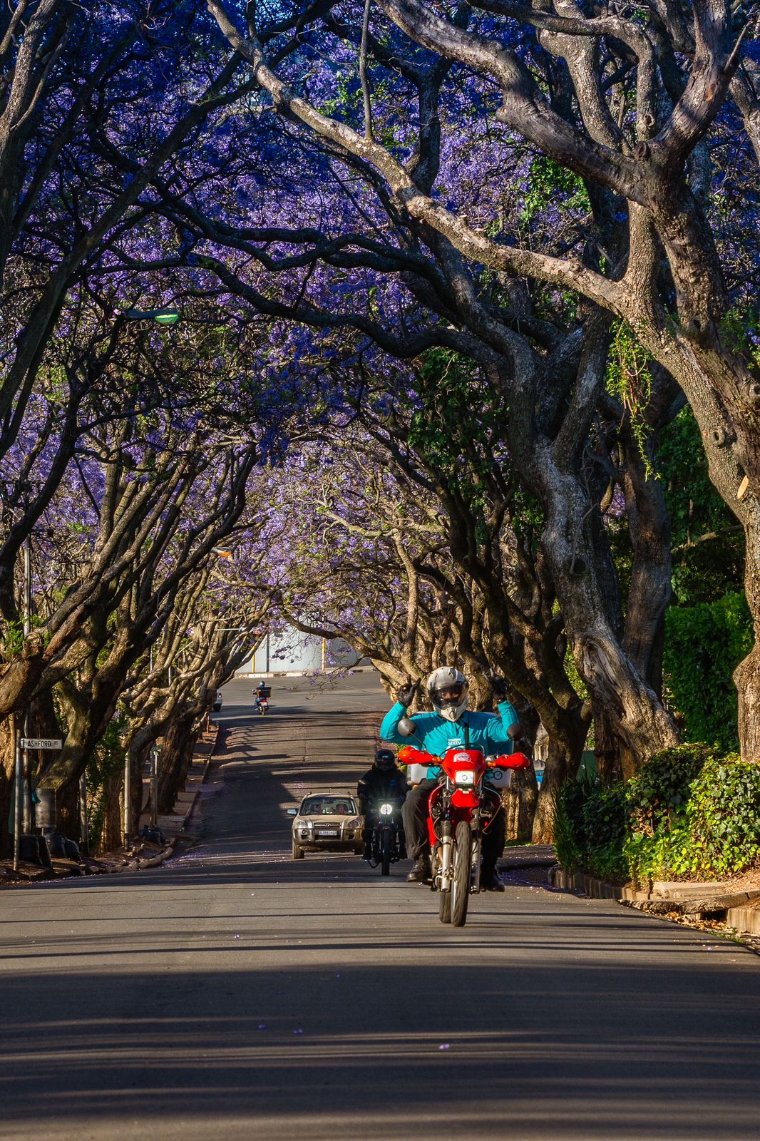 The ubiquitous Checkers 60/60 driver in jacaranda season. ​​​​​​​Photo: Alexius van der Westhuizen.