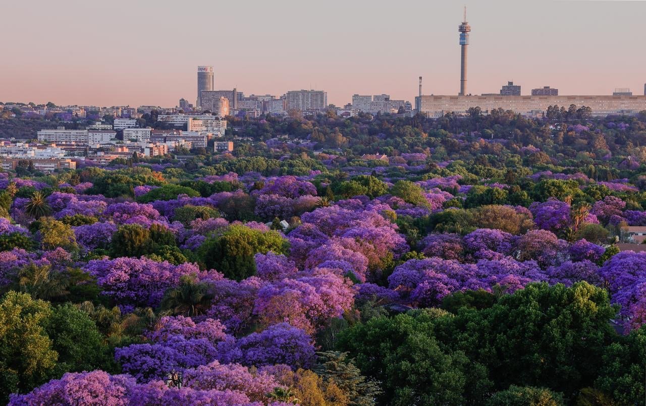 Lines of colour. Photo: Judy Joubert.