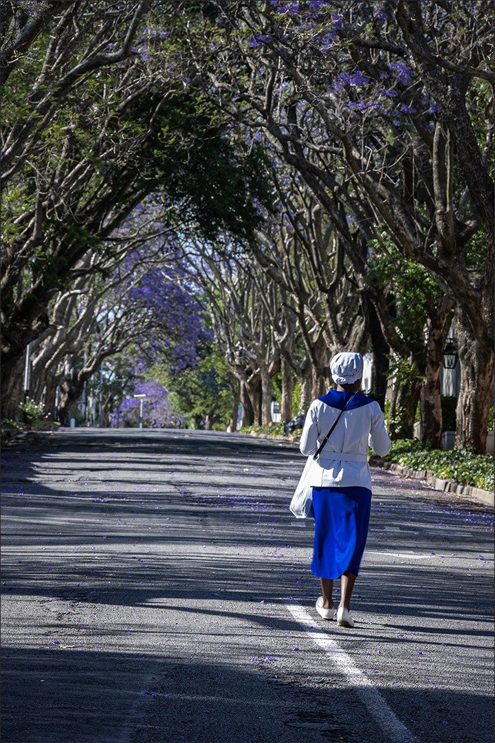 Jacaranda streets - Judy Joubert