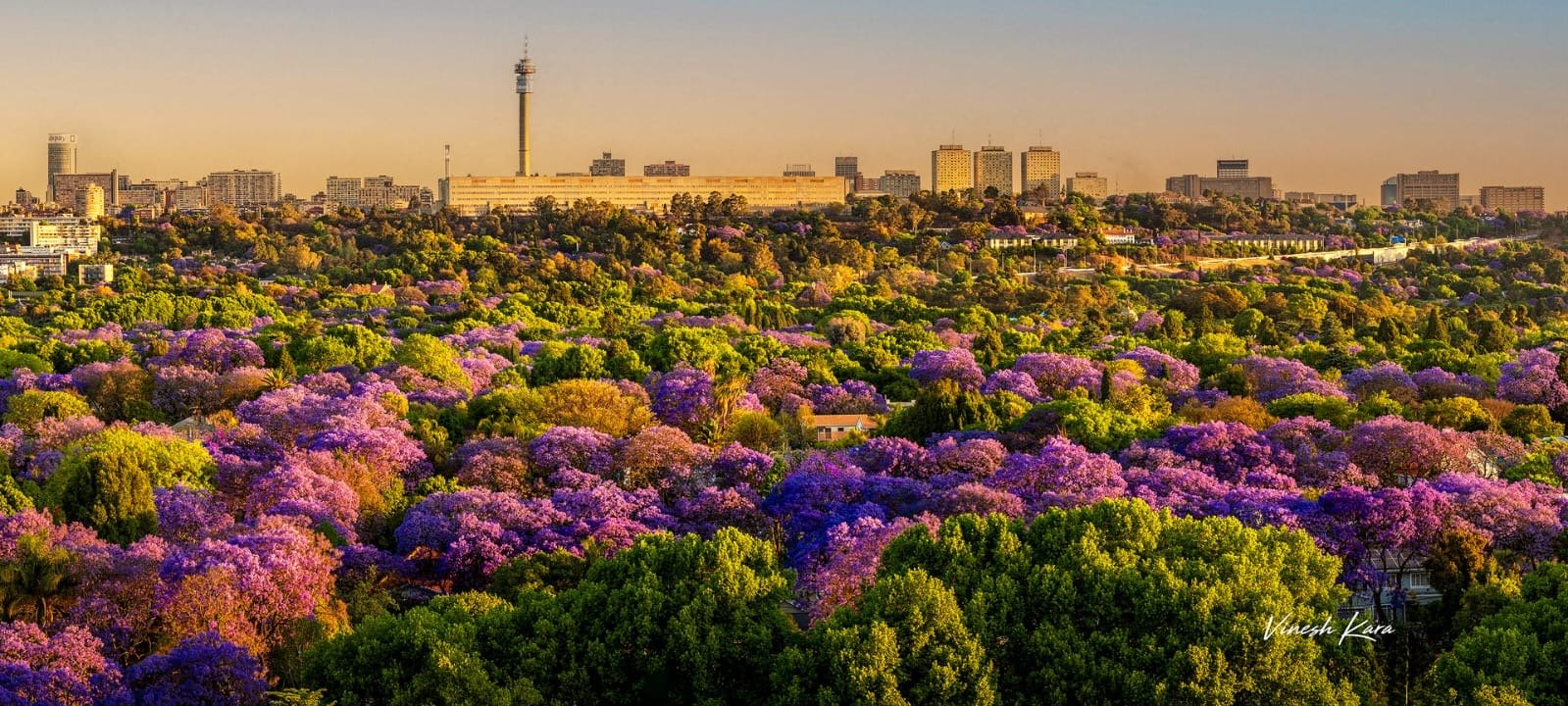 Sunset producing magical colour in jacaranda season. Photo: Vinesh Kara. 