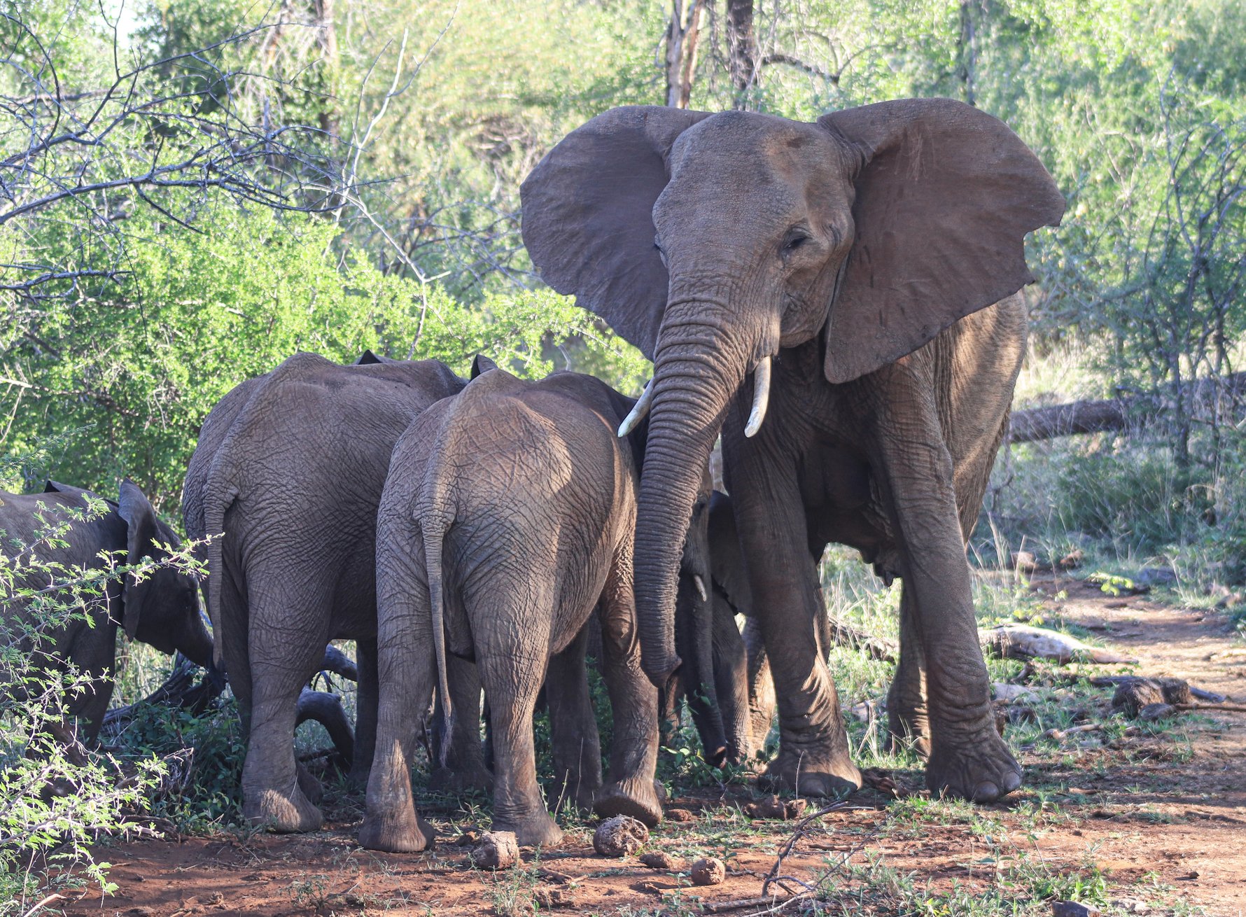 Elephants in Madikwe