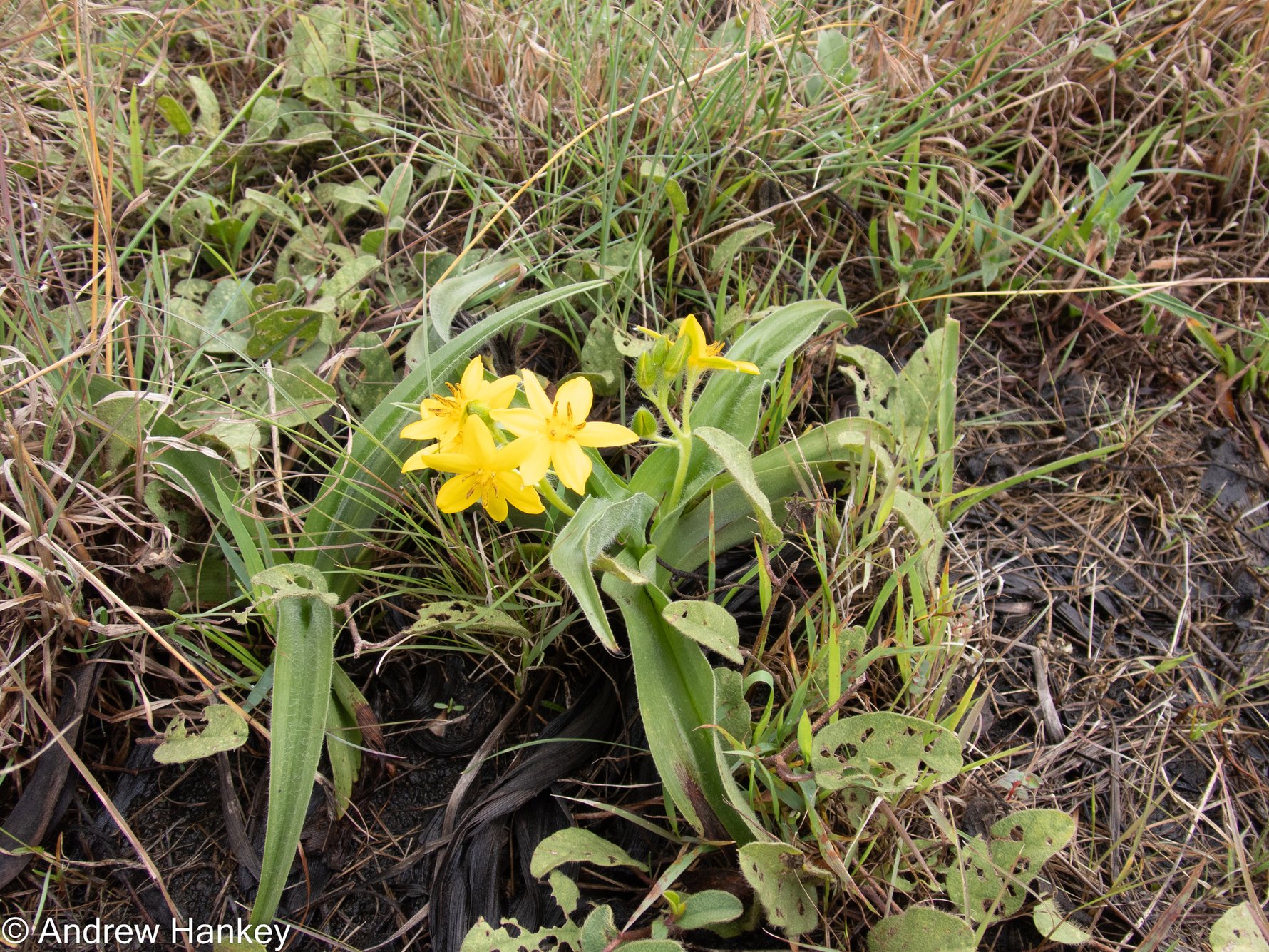 Over the last two decades Hypoxis hemerocallidea has seen an explosion in demand. Photo: Andrew Hankey.
