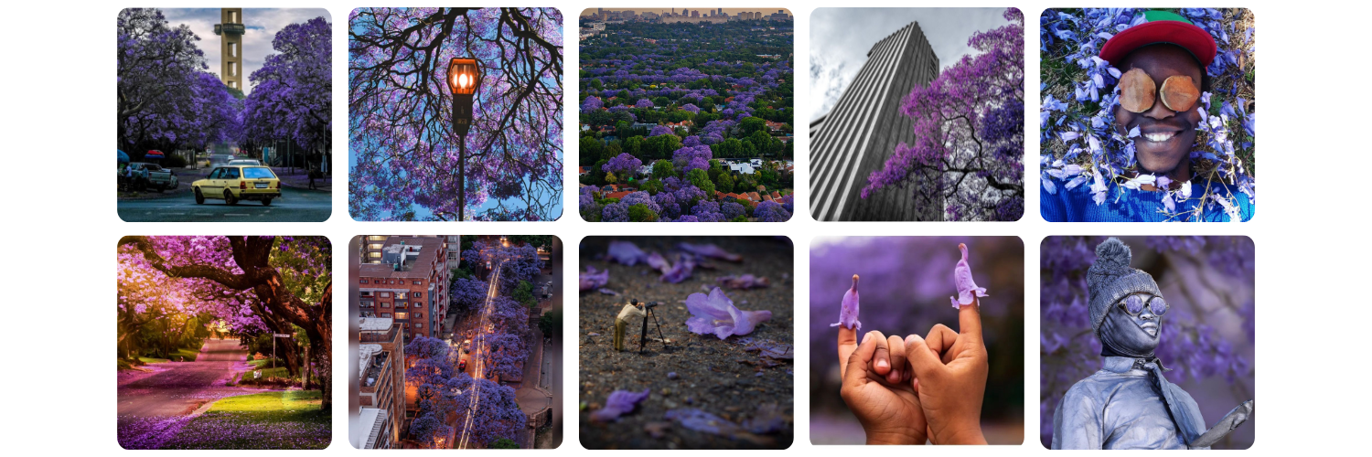Blooming beautiful: this year's 10 #JacarandaInYourPocket finalists are up for public vote.
