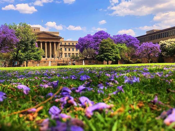 Wits Jacarandas by Pinkett Makhokha