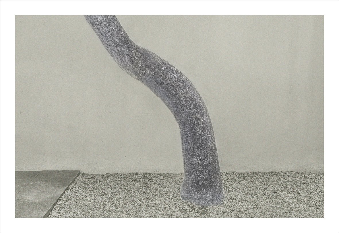 Bent Tree by Michael Meyersfeld is a curious meditation on the urban vs. natural. Photo: W17 Gallery.