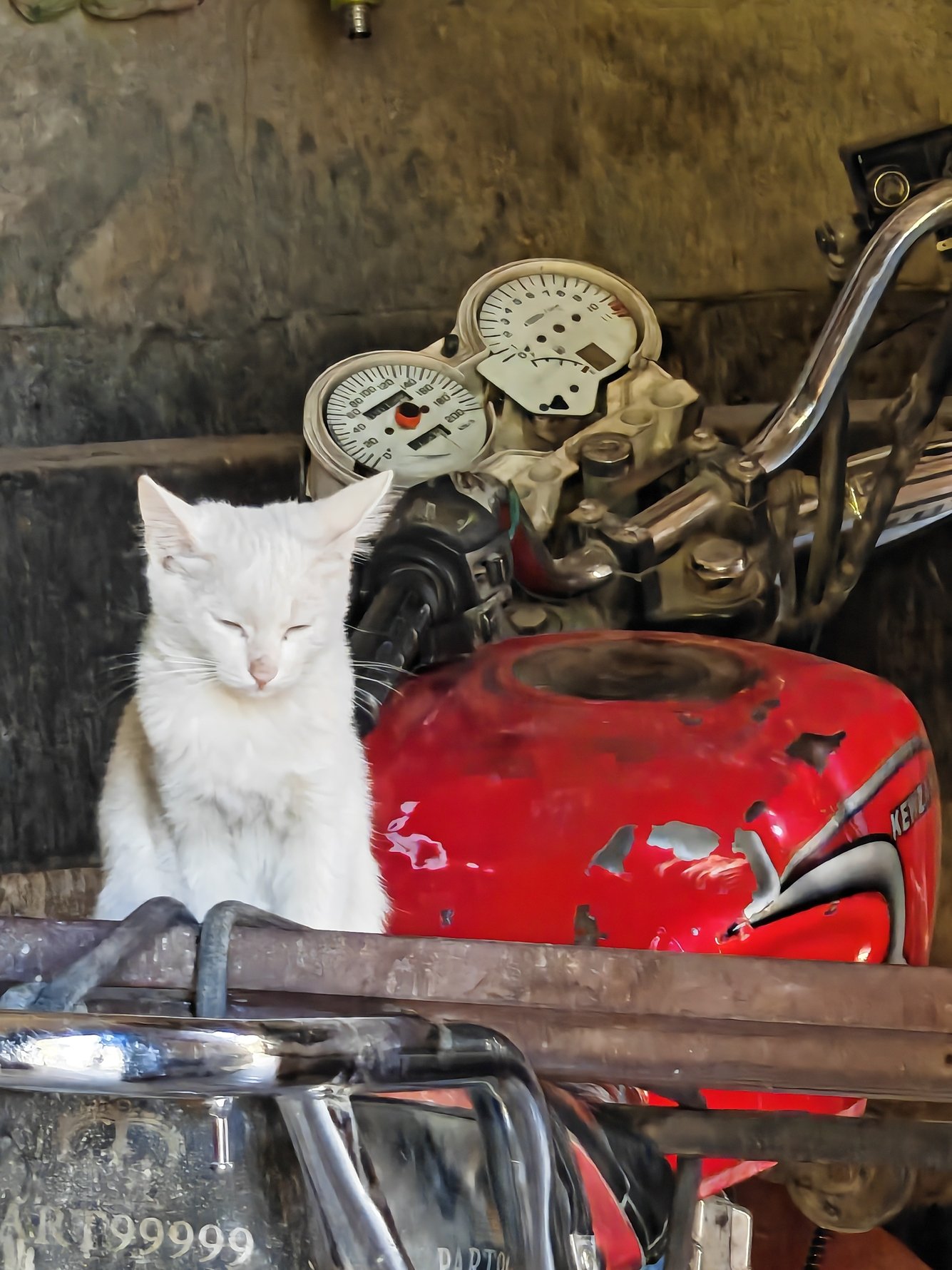 Cool cat rider