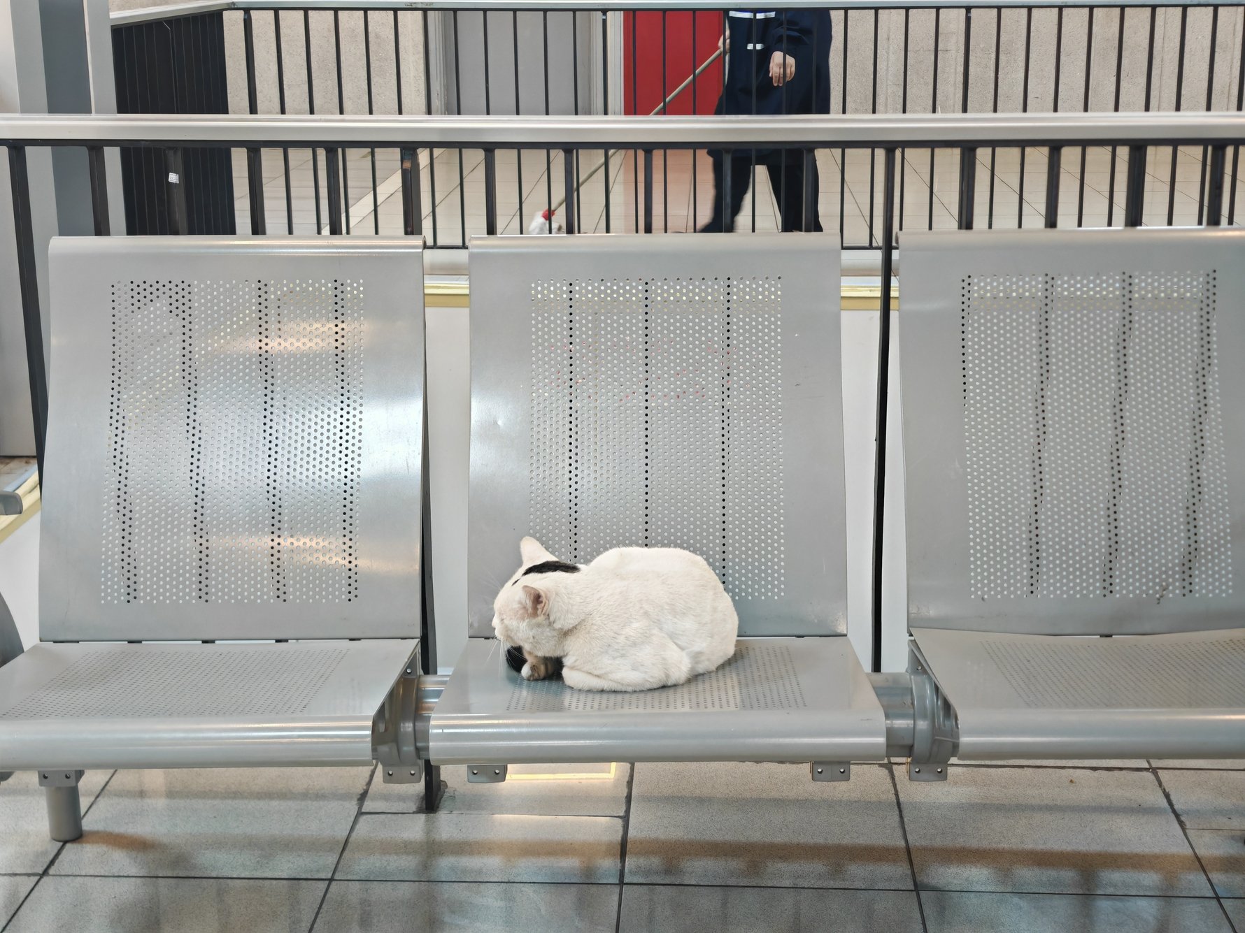 The Damascus airport cat