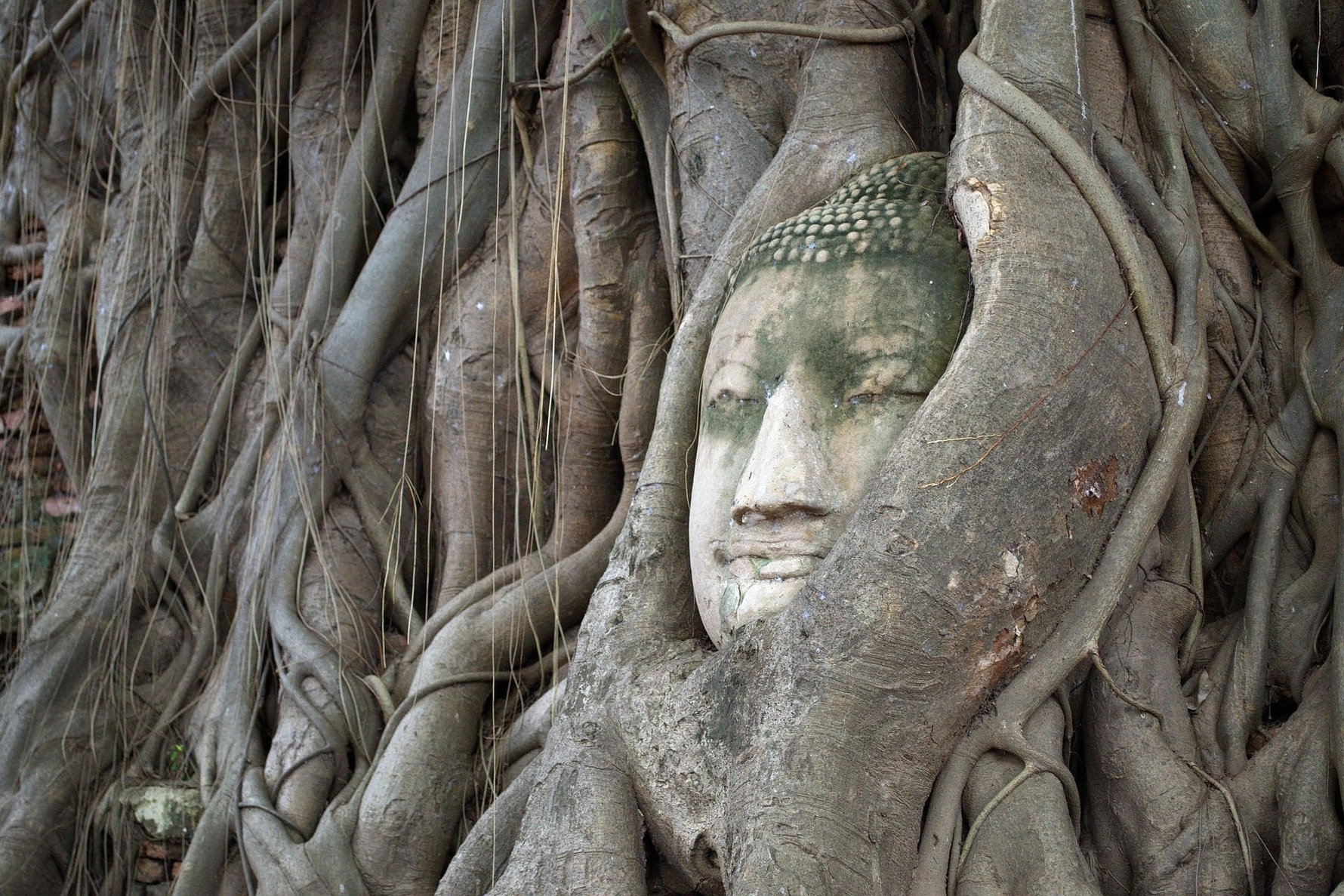 Head of a statue encased by the trunk of a tree