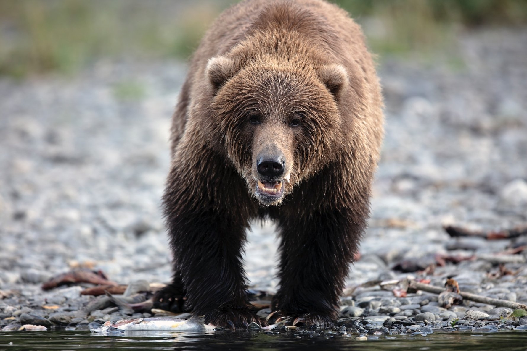 Trails and Wildlife to Explore in Alaska - Kodiak Bear on Kodiak Island © brent-jones-unsplash